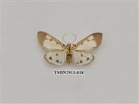 藏品(夜蛾7)的圖片